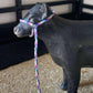 Livestock Halters
