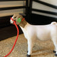 Livestock Halters