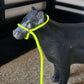 Livestock Halters